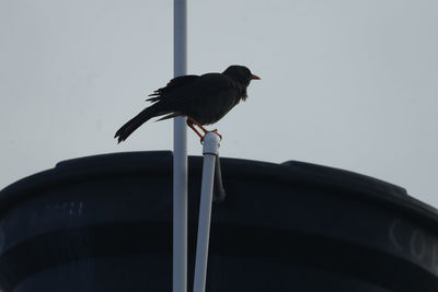 Low angle view of bird perching on roof against clear sky