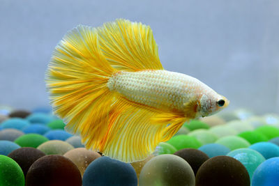 Multi color betta fish halfmoon from thailand or siamese fighting fish isolated in grey background