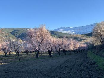 Panoramic view of cherry blossoms against clear blue sky