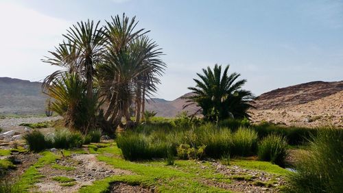 Plants growing on land against sky