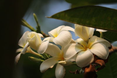 Close-up of white flowers