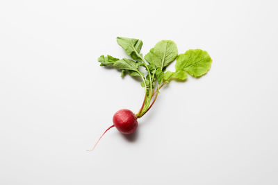 Close-up of plant against white background