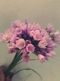 Close-up of pink flowers