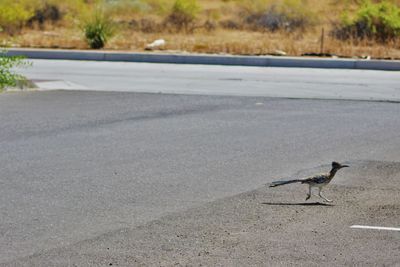 Bird perching on ground
