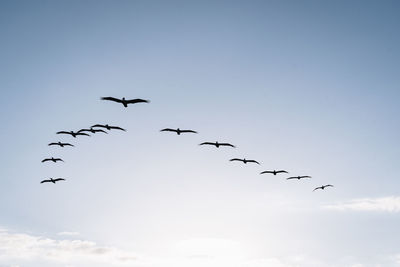 Low angle view of birds flying in sky