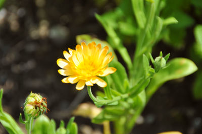 Close-up of yellow flowering plant