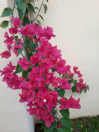 Close-up of pink flowering plant against wall