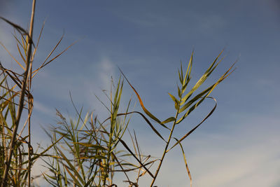 Low angle view of plant against sky