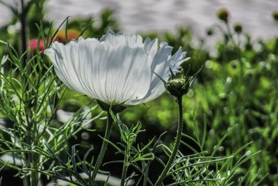 Close-up of white flowering plants on land