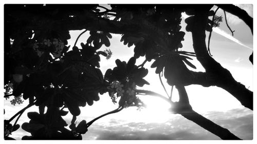 Low angle view of trees