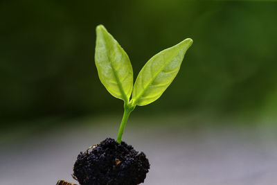 Close-up of fresh green plant