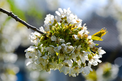 Close-up of insect on white flowering plant