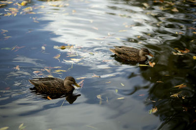 High angle view of duck swimming in lake