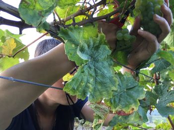 Close-up of woman holding fruit on tree