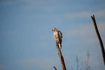 Low angle view of hawk perching on branch against clear sky