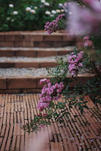 Close-up of purple flowering plant 