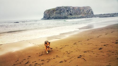 Full length of dog and fetched stick on beach against foggy sky