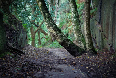 Footpath amidst trees in forest