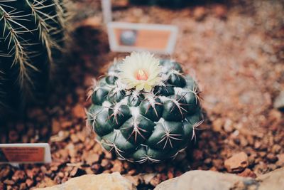 High angle view of succulent plant on field