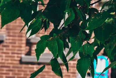 Close-up of leaves on tree