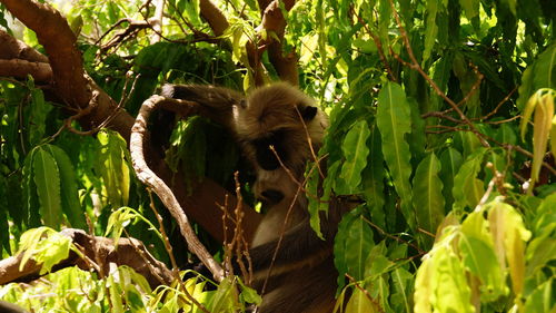 View of a monkey on tree trunk