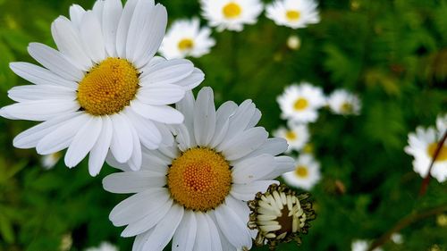 Close-up of white daisy flowers