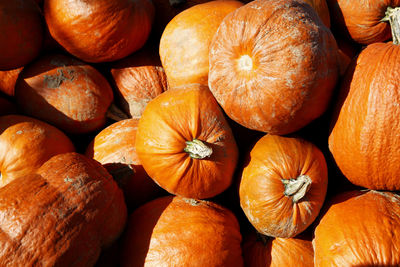 Pumpkins on the field in the countryside