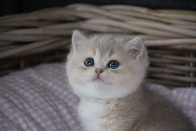 Close-up portrait of cat at home