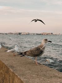 Seagulls flying over sea against sky