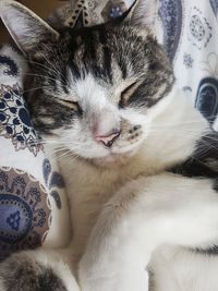 Close-up of cat sleeping on bed at home