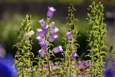 Close-up of purple flowering plants