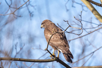 Low angle view of bird perching on branch