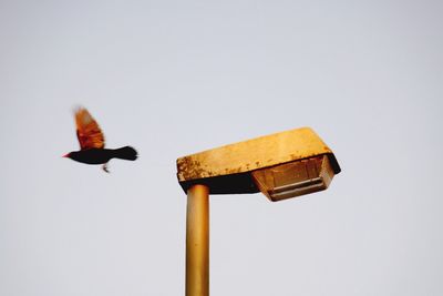 Low angle view of bird flying against clear sky