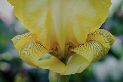 Close-up of yellow iris 