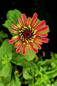 Close-up of red flower