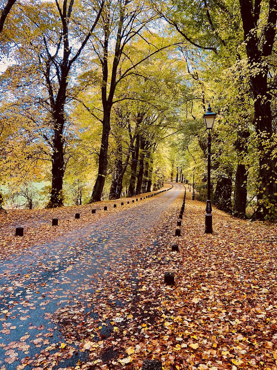 ROAD AMIDST LEAVES DURING AUTUMN