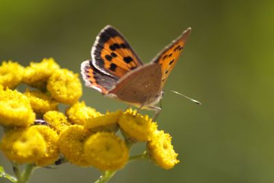 Close-up of butterfly pollinating on yellow flower