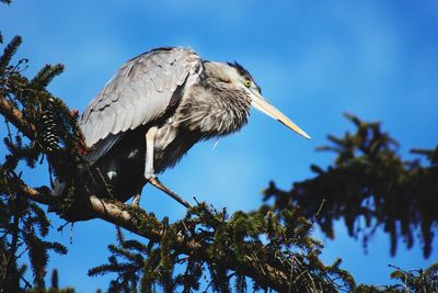 Low angle view of great blue heron perching on branch against sky