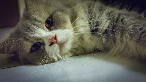 Close-up portrait of cat