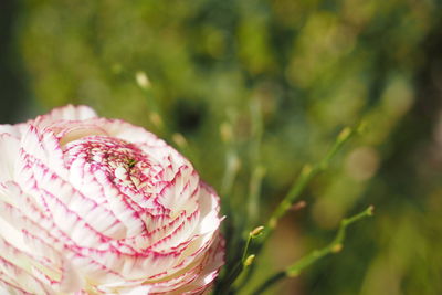 Close-up of pink flower