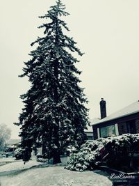 Christmas tree in winter