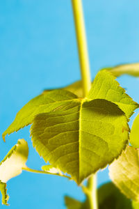 Low angle view of green leaves