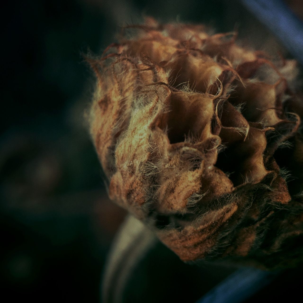 close-up, selective focus, focus on foreground, dry, no people, nature, brown, indoors, textured, detail, natural pattern, day, death, part of, heat - temperature, single object, extreme close-up, sunlight, rough