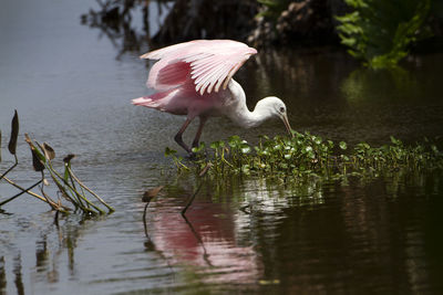 Close-up of birds in lake