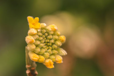 Close-up of yellow flowering plant