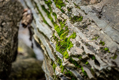 Close-up of moss growing on rock