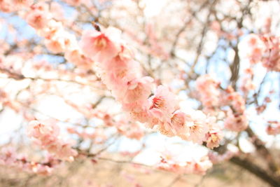 Close-up of pink cherry blossom