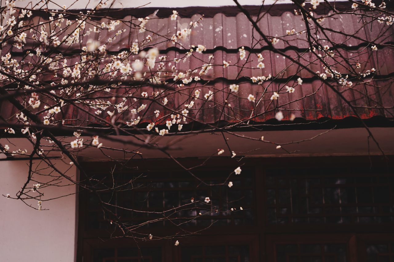 CLOSE-UP OF FRESH FLOWER TREE AGAINST ILLUMINATED BUILDING