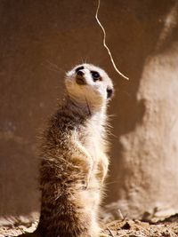 Close-up of meerkat standing alert in front of rock