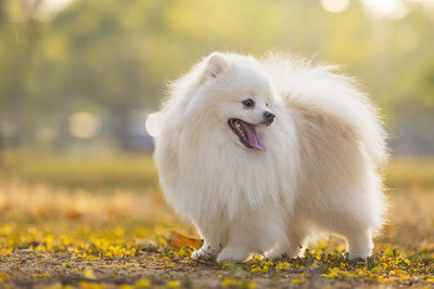 Close-up of dog running on field